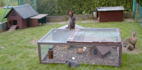 Bunte Gruppe Kaninchen und Meerschweinchen im Auslauf