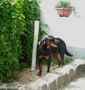 Hunde-WC in Benutzung