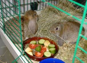 2 Kaninchen am Futternapf voll Obst und Gemüse